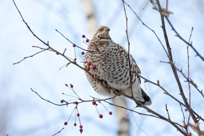 Птицы Сибири