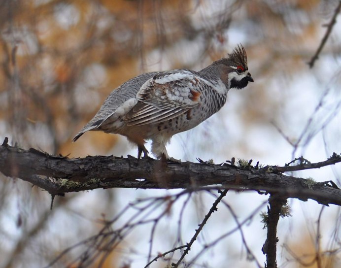 Восточно Сибирские птицы