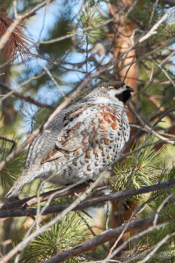 Рябчик Сибирский