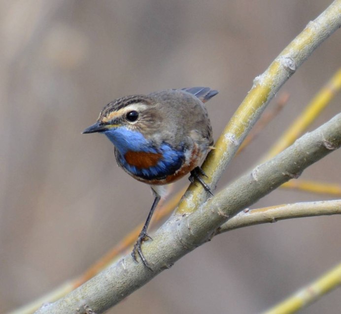 Птицы Сибири зимующие Щур
