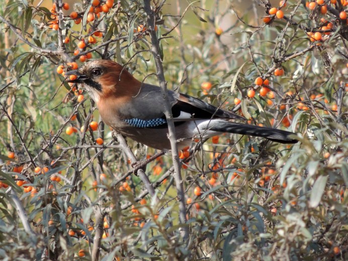 Кукша в Сибири