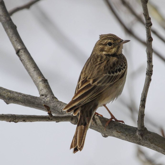 Лесной конек определитель