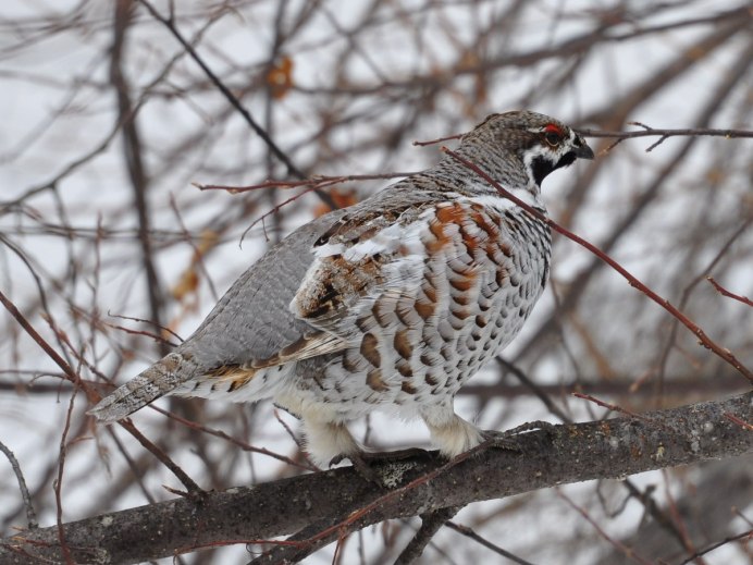 Рябчик Сибирь