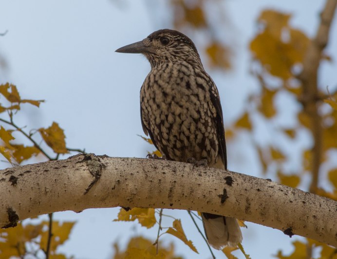 Дикий Гусь гуменник