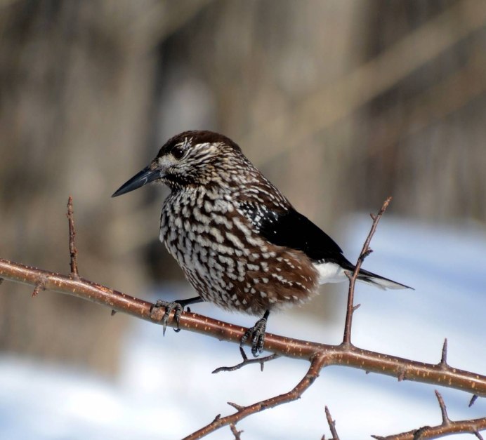 Кедровка в Сибири