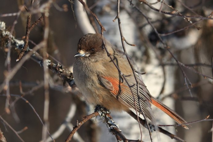 Боровая дичь рябчик