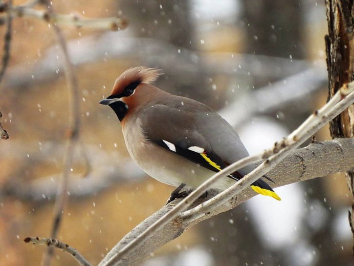 Мелкие птицы Алтайского края