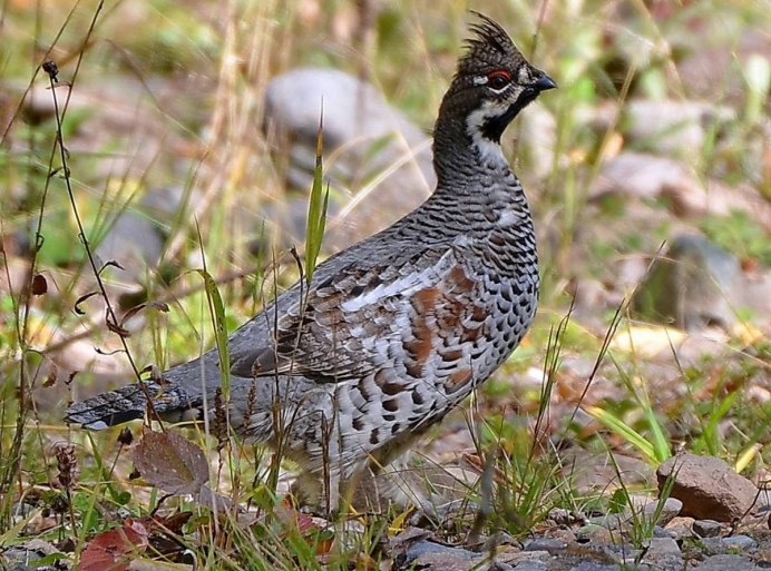 Рябчик Tetrastes bonasia