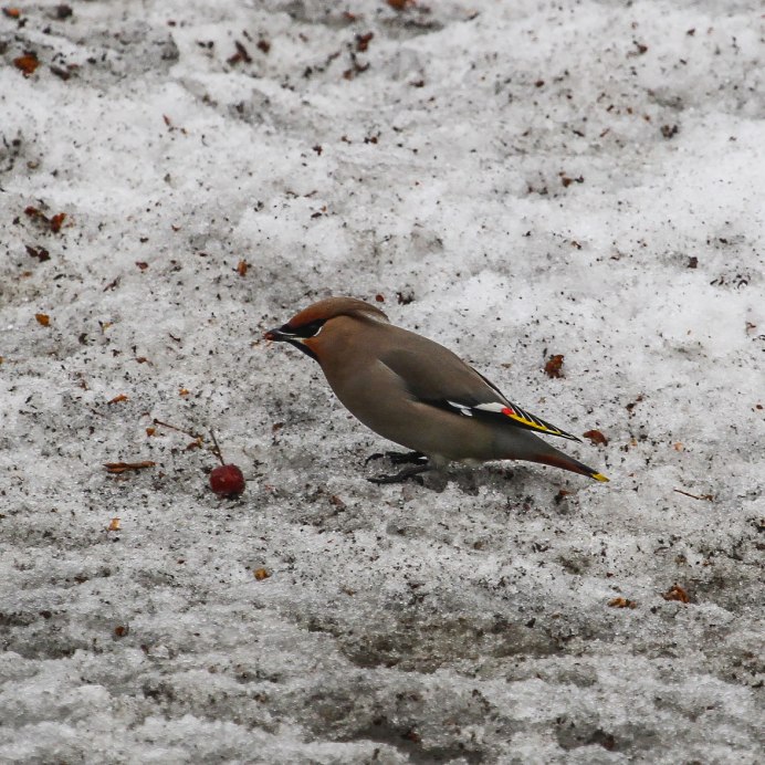 Чирок-свистунок и кряква