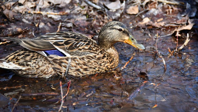 Птицы Юга Красноярского края