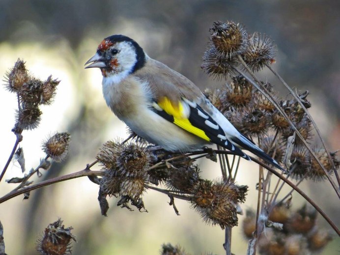 Сибирская горихвостка зима