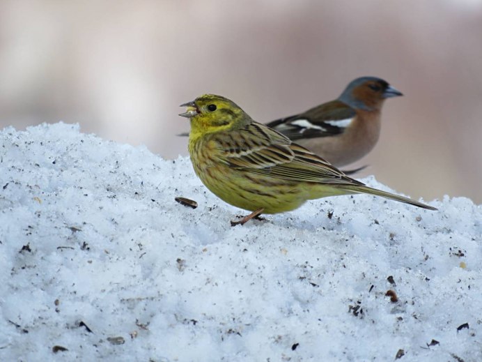 Рябчик Сибирский птица