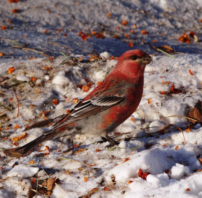 Птицы Юга Сибири Красноярского края