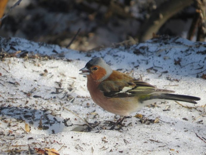 Дрозд дербник
