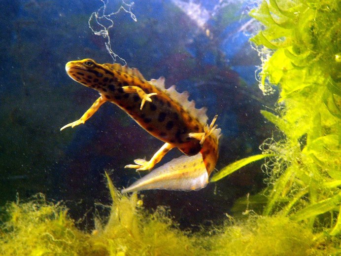 Triturus cristatus гребенчатый Тритон