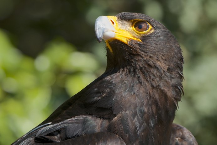 Verreaux's Eagle (Aquila verreauxii).