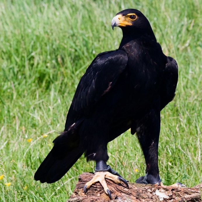 Aquila verreauxii Eagle