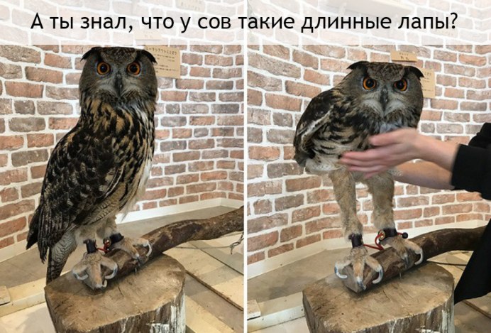 Совенок с пером на голове