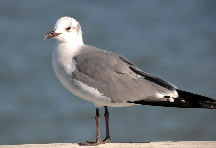 Larus canus brachyrhynchus