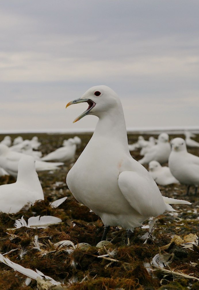 Leucophaeus atricilla