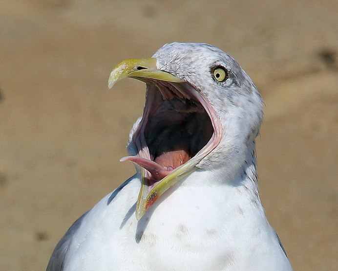 Цапля китоглав