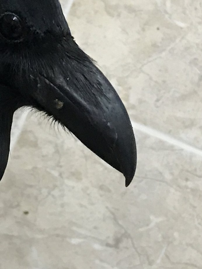 Страшный Гусь