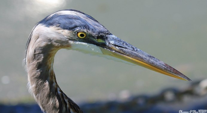 Голова Фламинго