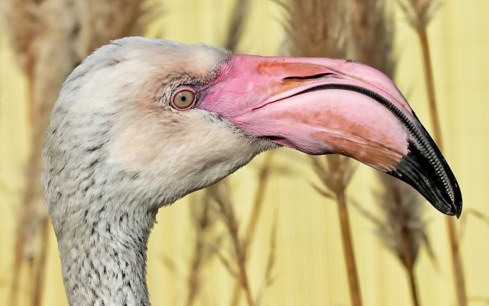 Белый Ибис птица