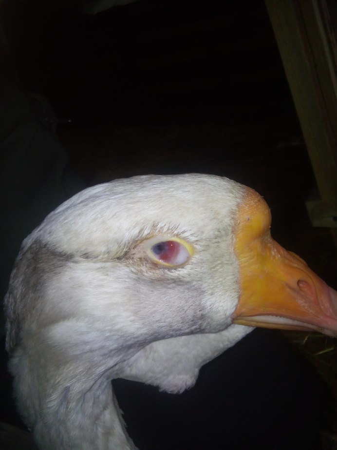 Цапля серая клюв