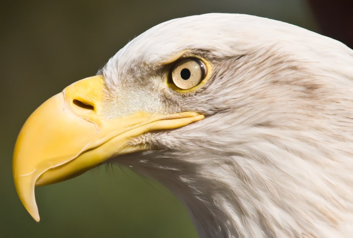 Гуси гуси гагага