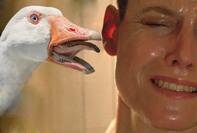 Галка с длинным изогнутым клювом