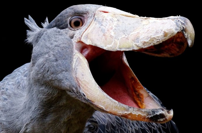 Нильский китоглав