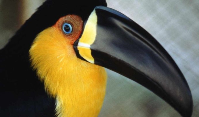 Утки с острым клювом