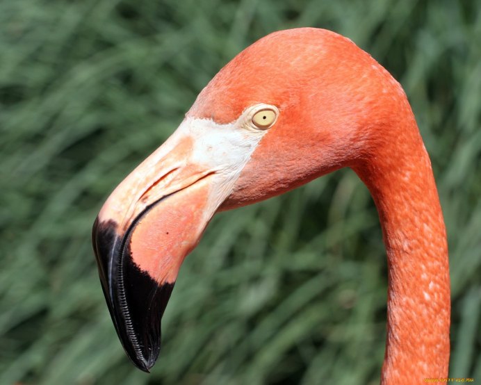 Падальщик Фламинго