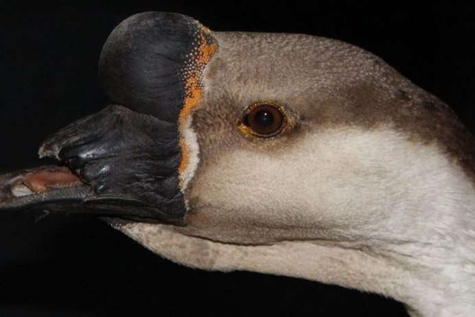 Волосатый попугай