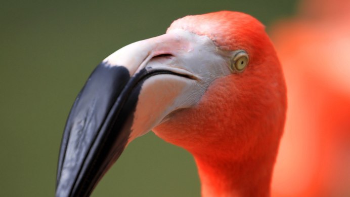 Птица с загнутым клювом