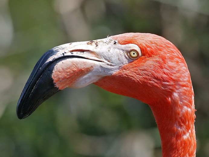 Китоглав ест крокодила