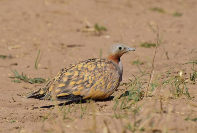Саджа Syrrhaptes paradoxus