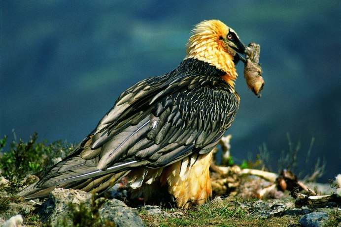 Catreus wallichii