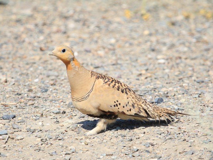 Рябчик (Bonasa bonasia)