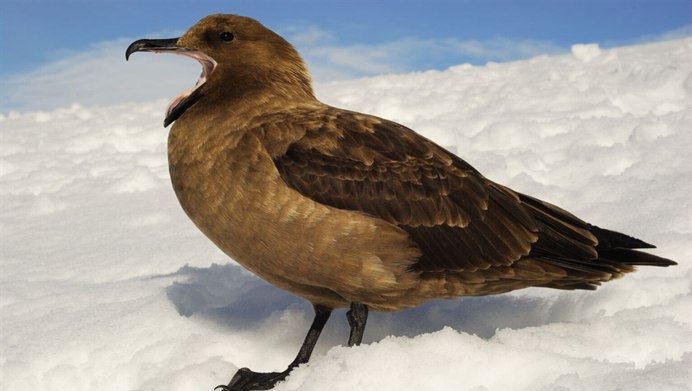 Алтайский улар Tetraogallus altaicus