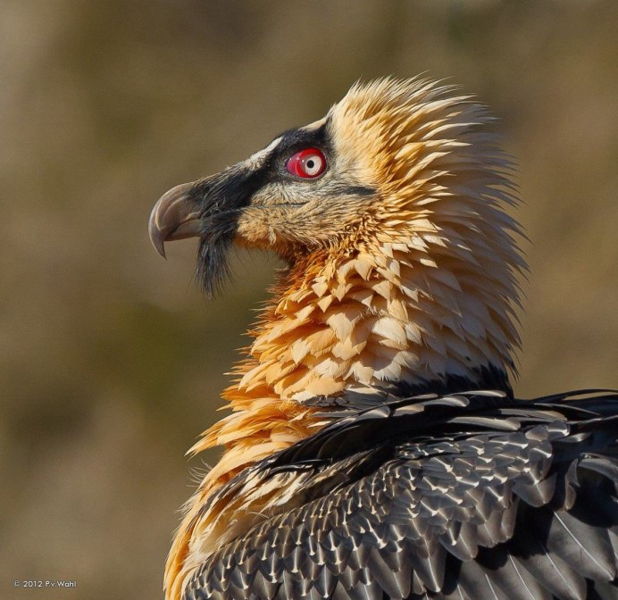 Sage Grouse