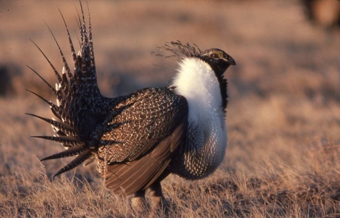 Серая куропатка (Perdix Perdix)