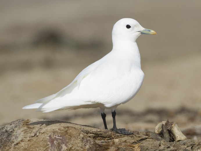Ivory Gull