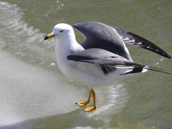 Larus crassirostris