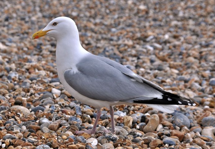Серебристая Чайка Larus argentatus