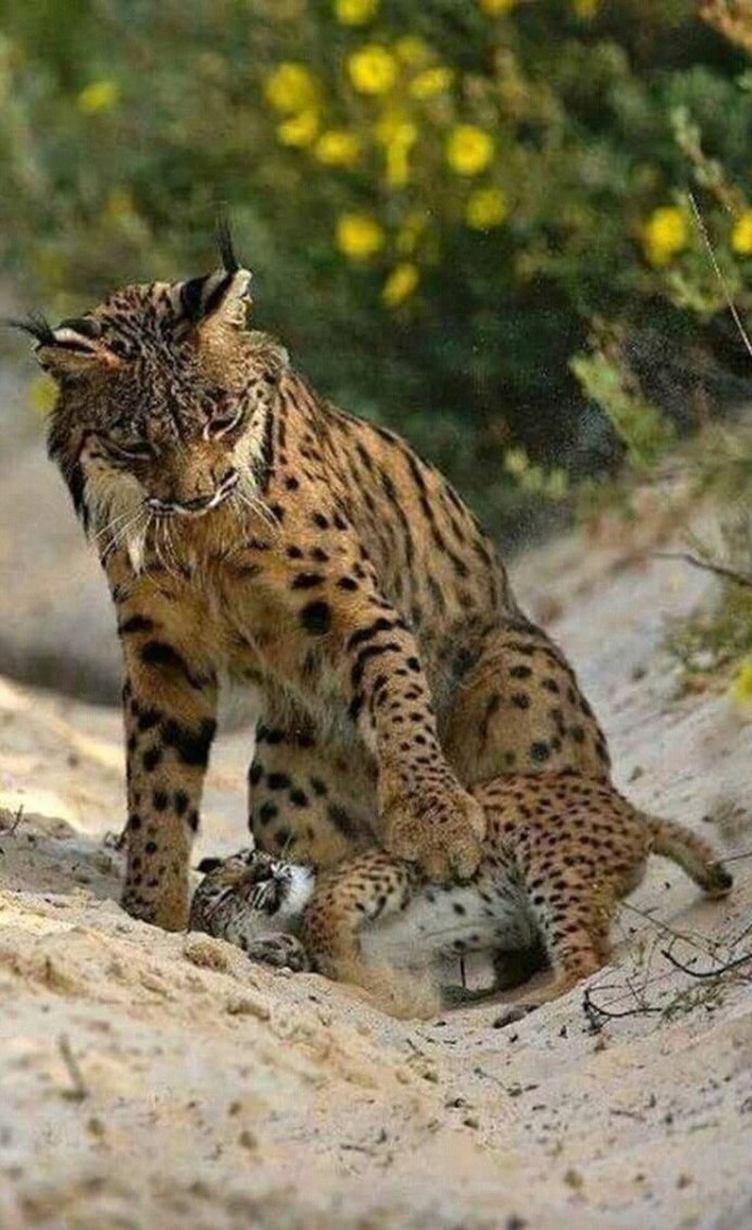 Чёрная Рысь животное