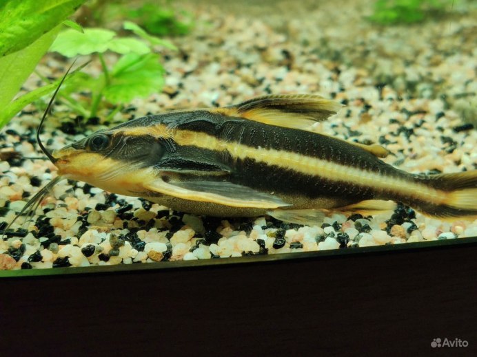 Platydoras costatus