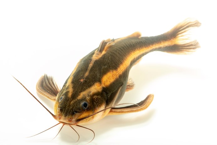 Platydoras Catfish