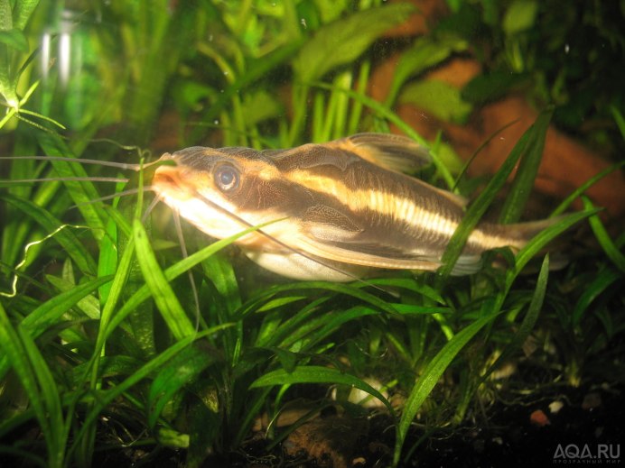 Raphael Catfish